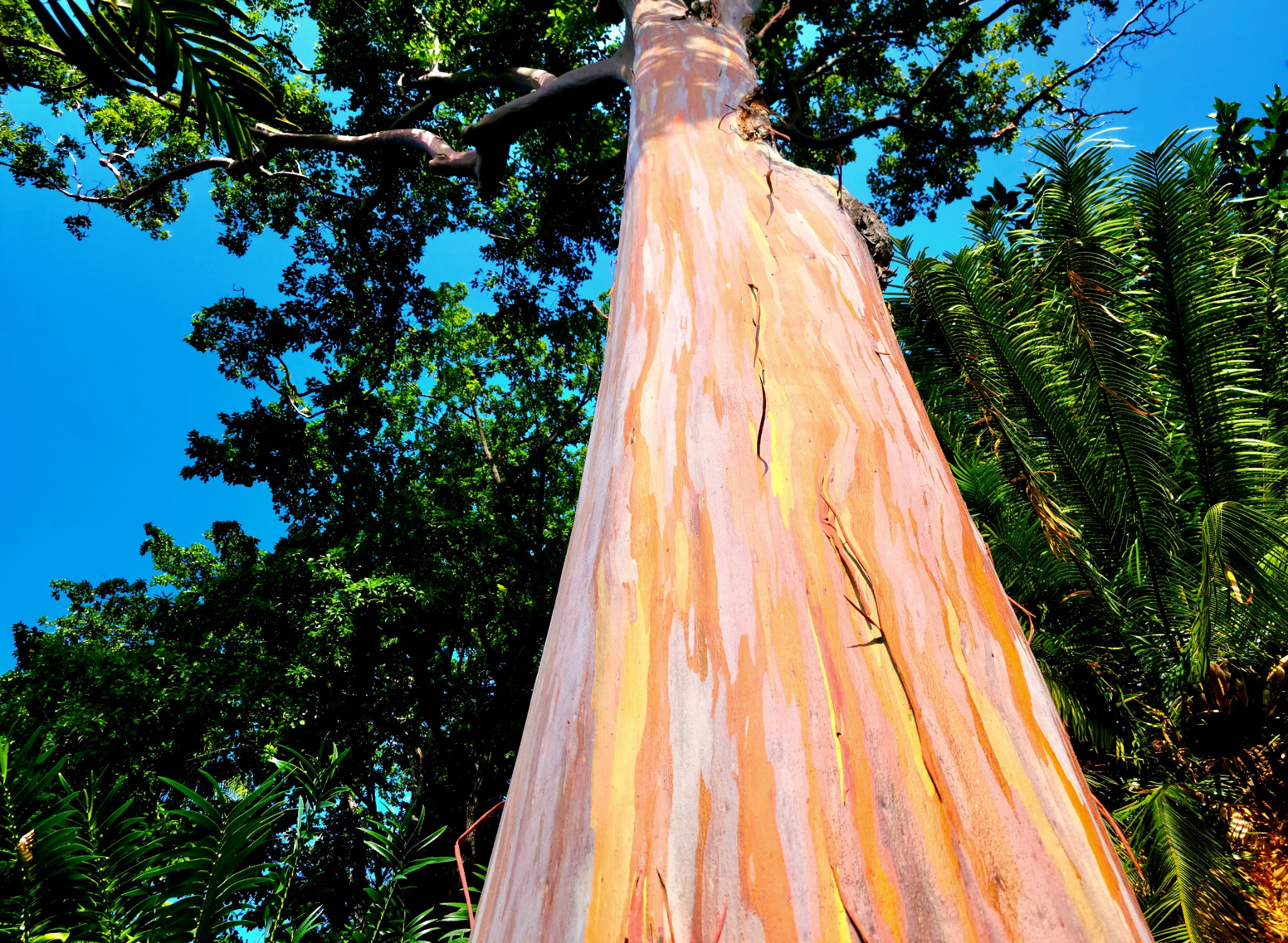 Foster Botanical Gardens, Honolulu, Hawaii, 20210115_144601