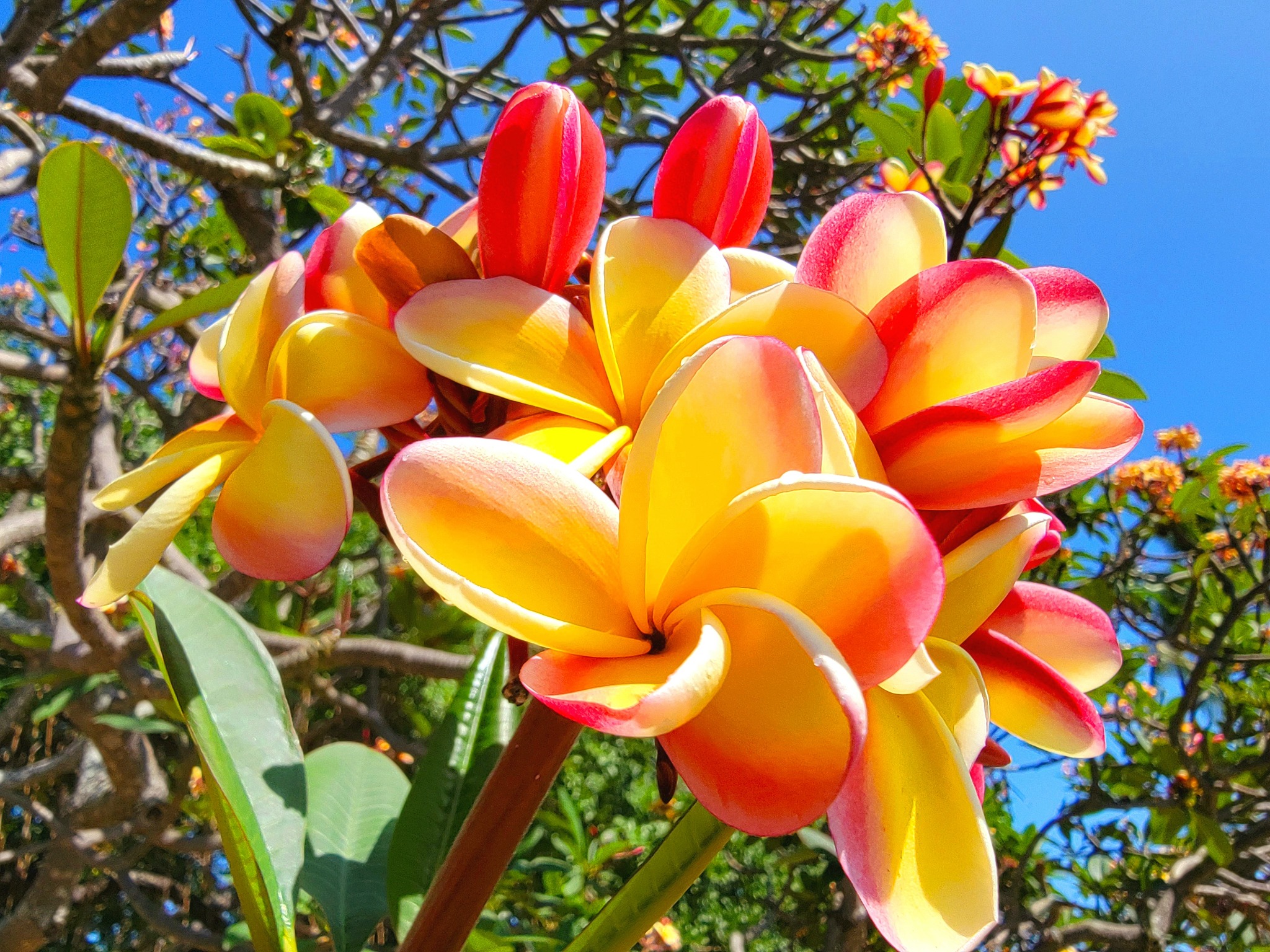A Plumeria, common lei flower, 20220521_145503